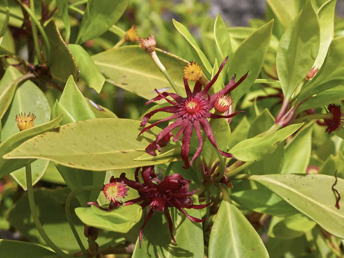 the leaves of the Florida anise are what holds the scent, rather than the flowers