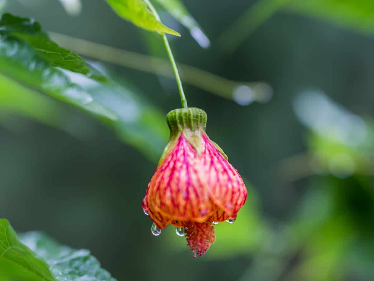 the flowering maple appeals to all the senses