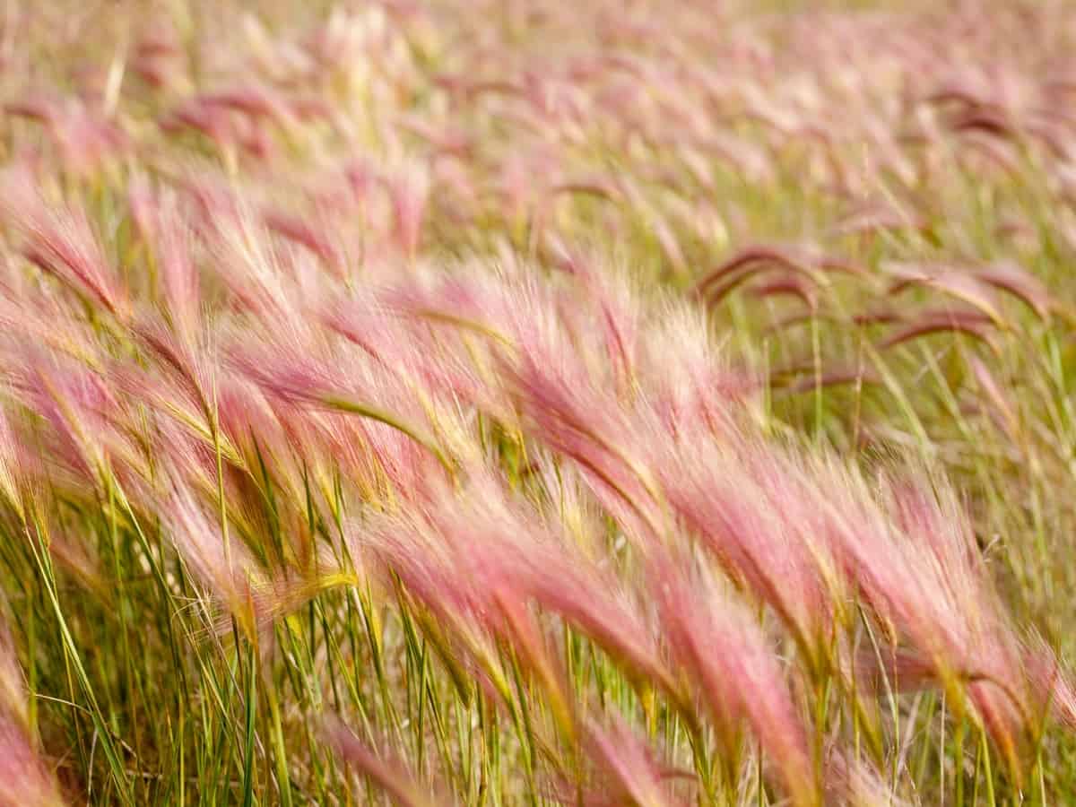 foxtail barley is a stunning ornamental perennial