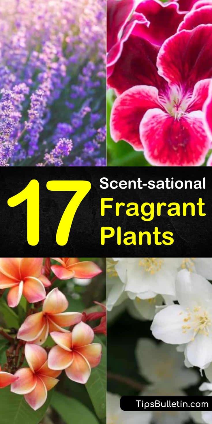 Try these 17 fragrant plants for your home, patio, or yard! Discover fragrant indoor plants like lavender and eucalyptus that are natural deodorizers. Learn which outdoor plants have the strongest scented flowers for daytime or moon gardens. #fragrantplants #indoorplants #outdoorplants
