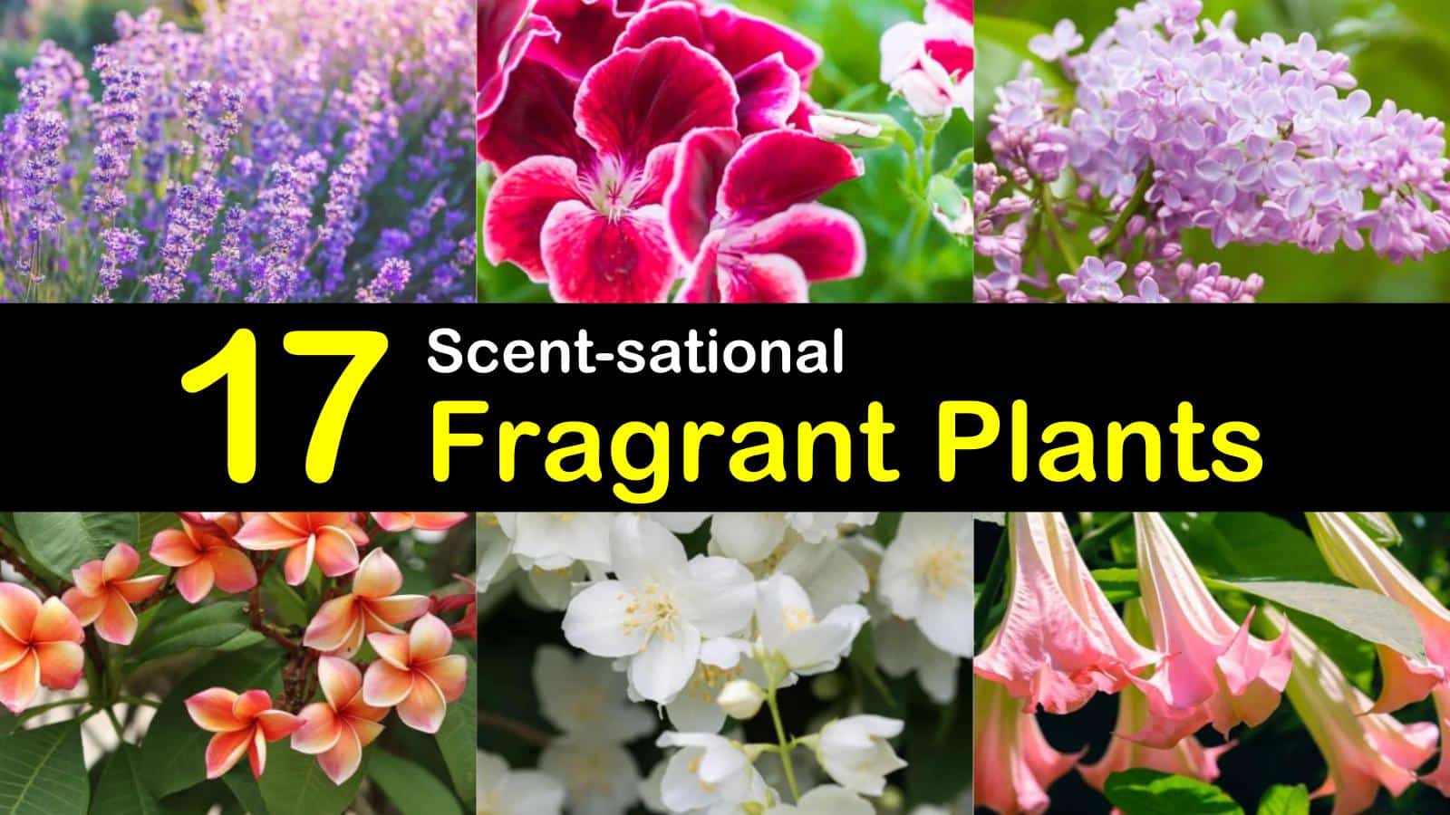 fragrant plants titleimg1