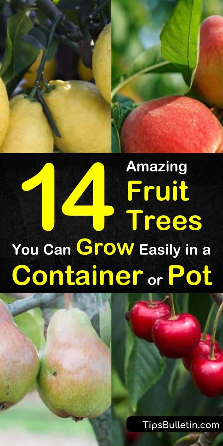 Learn how to grow delicious fruit trees in your own home! Perfect for small spaces, these container fruit trees are the best way to get fresh fruit all year-round! #fruittrees #containergardening