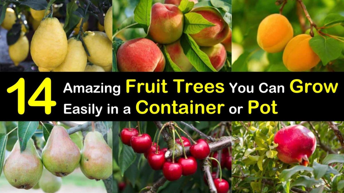 14 Amazing Fruit Trees You Can Grow Easily in a Container or Pot