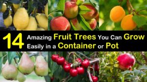 fruit trees in container titleimg1