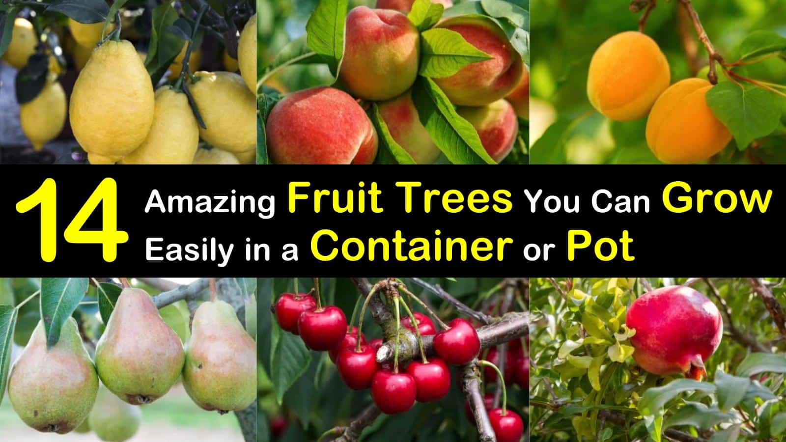 14 Amazing Fruit Trees You Can Grow Easily In A Container Or Pot