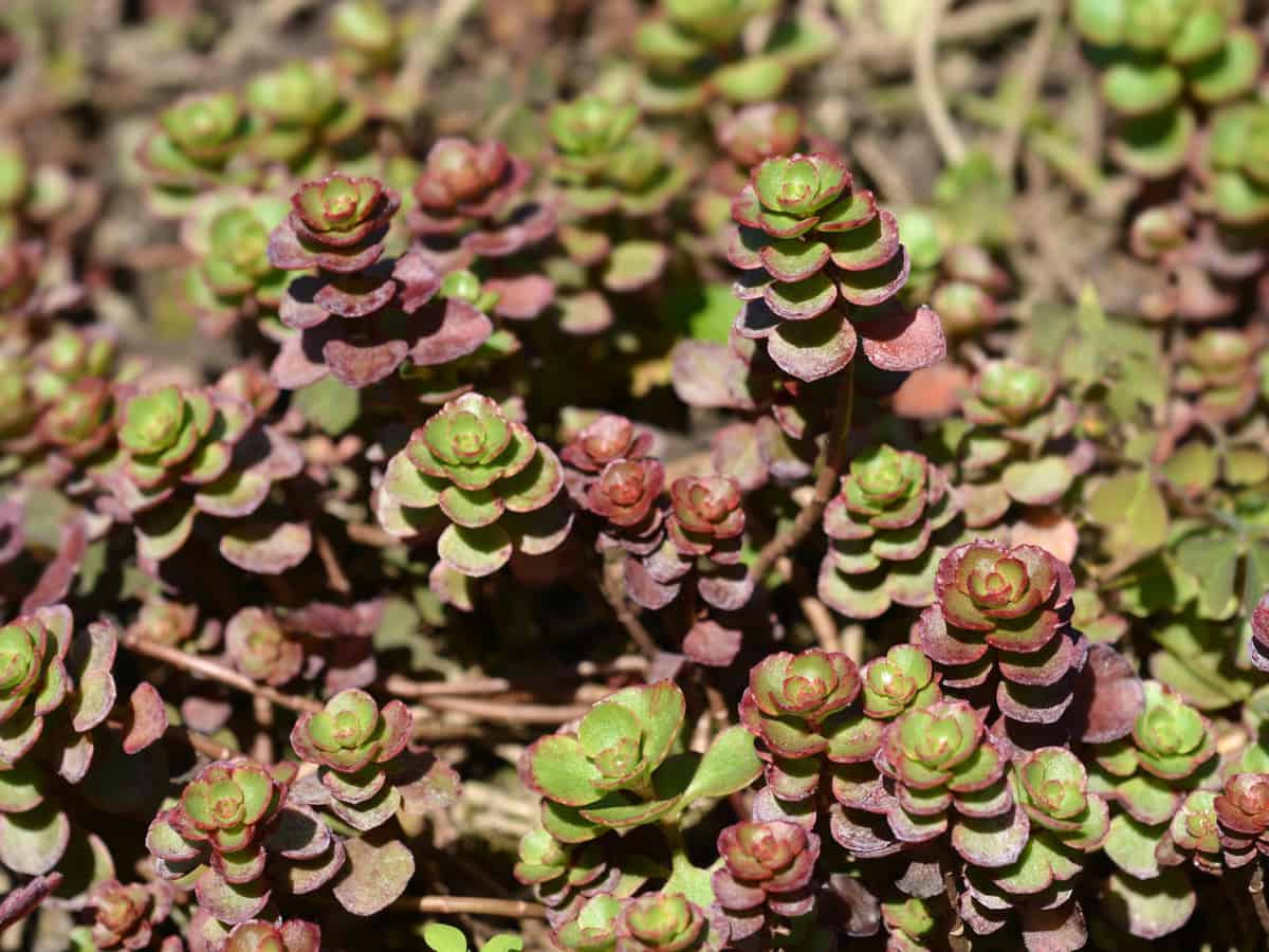 the fuldaglut sedum offers a lot of color in a small package