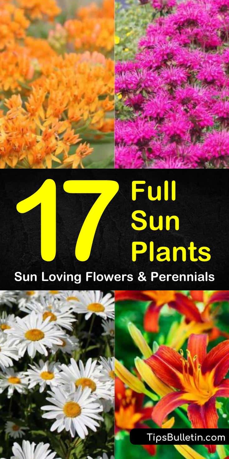 Learn which sun loving perennials and flowers work best for your garden! These low maintenance flowers are perfect for front yards and pots and will grow even for beginners. #fullsunplants #sunnygarden #perennials