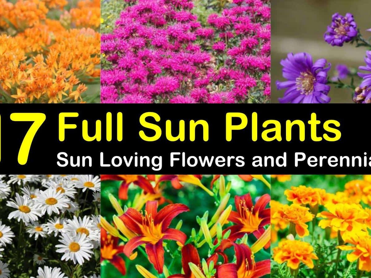 17 Full Sun Plants Sun Loving Flowers And Perennials