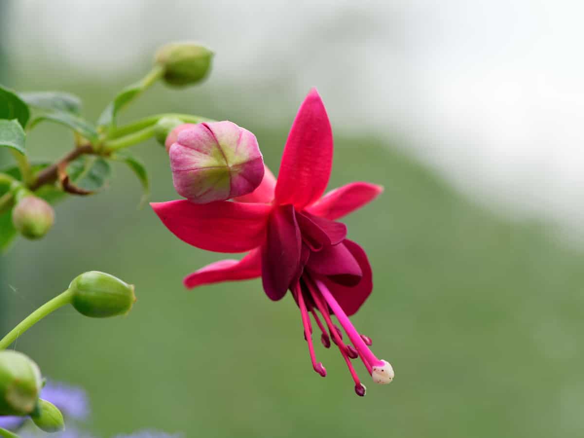 fuschia is easy to grow in a container