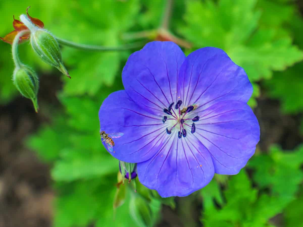 the geranium is a great low maintenance flower for beginners