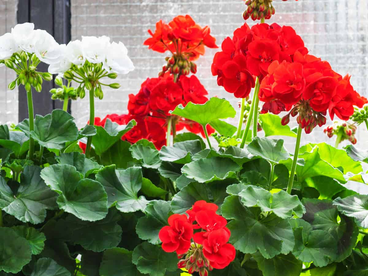 geraniums are a natural cat deterrent