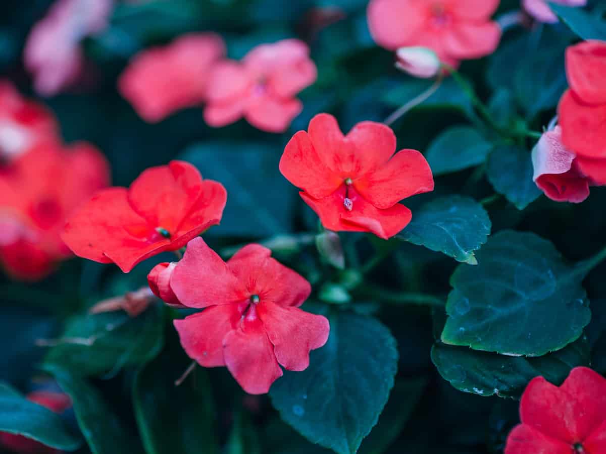 the gloxinia is a plant with beautiful leaves and flowers