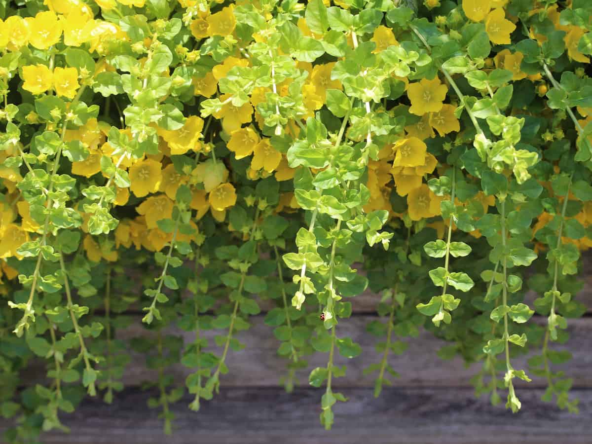 golden creeping Jenny looks beautiful in a pot