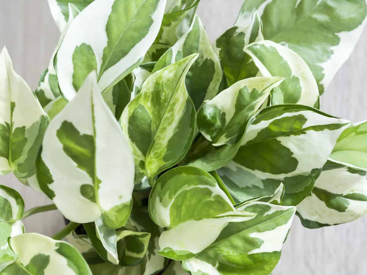 golden pothos is a plant that doesn't require sunlight