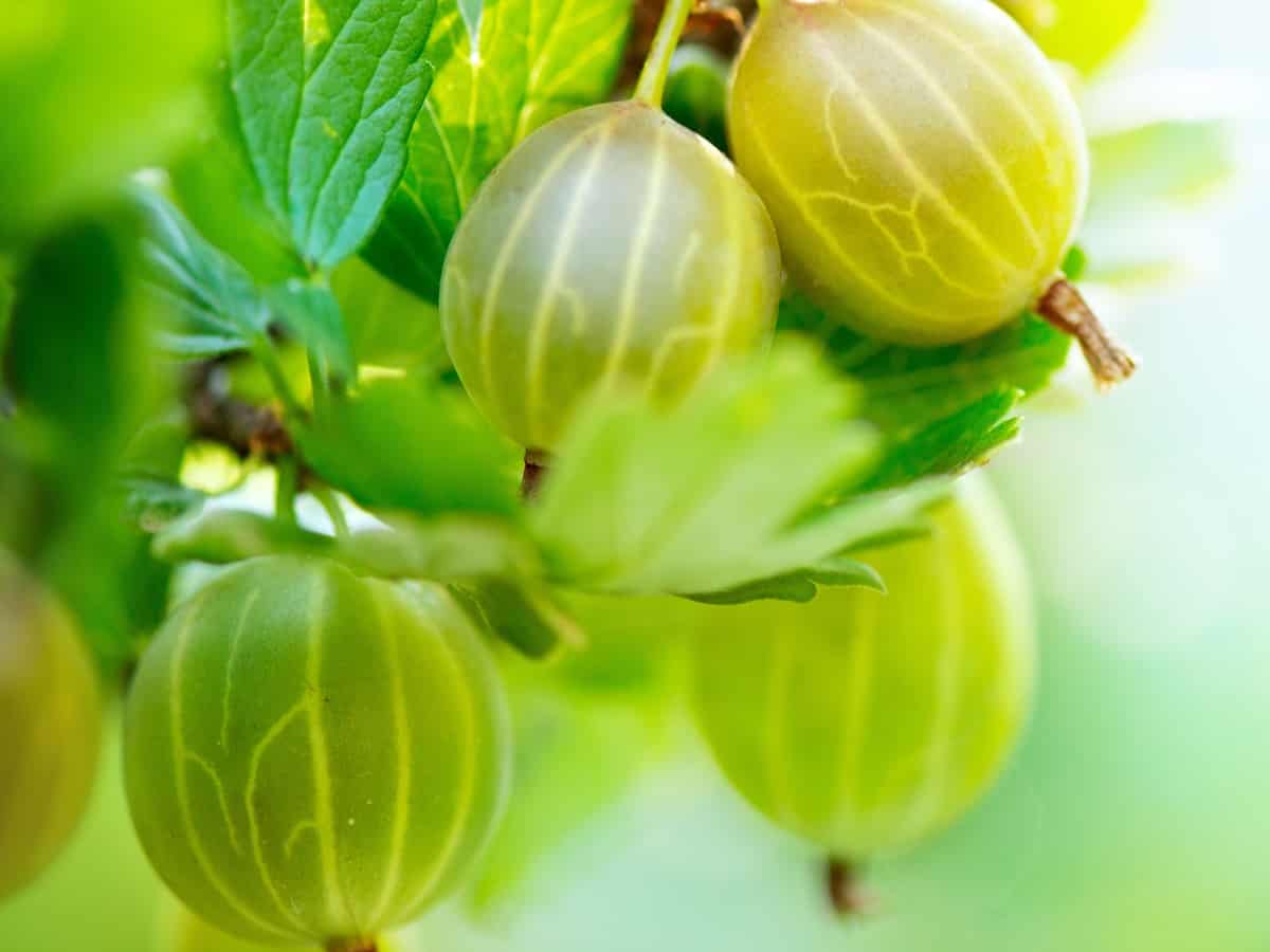 fuschia flowered gooseberry is easy to care for