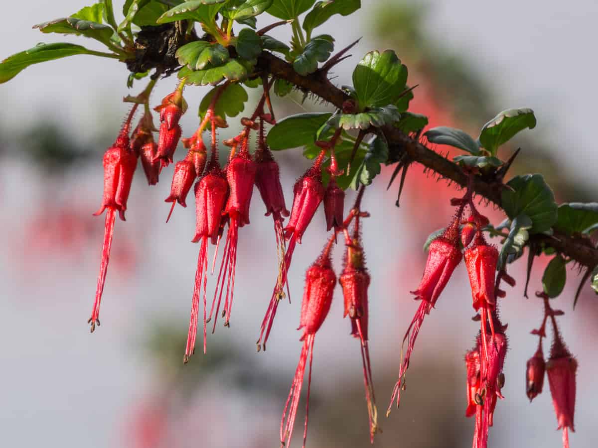 the fuschia-flowered gooseberry is a butterfly magnet