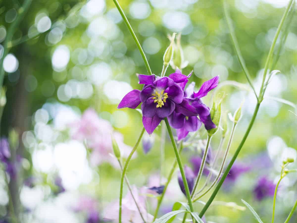 granny's bonnet is also known as columbine