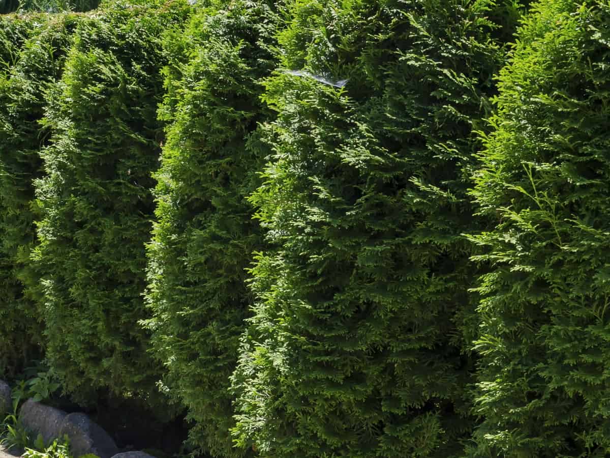 the green mountain boxwood makes an excellent topiary