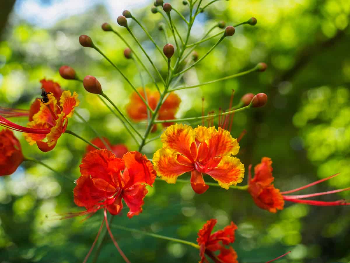 the guppy plant is a low maintenance indoor plant