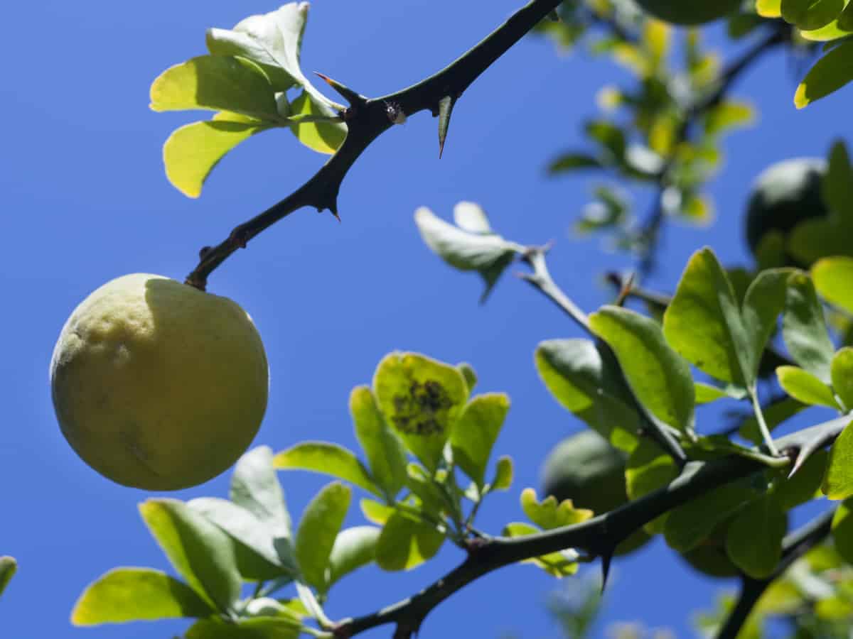 the hardy orange has sharp thorns which offer a protective living fence