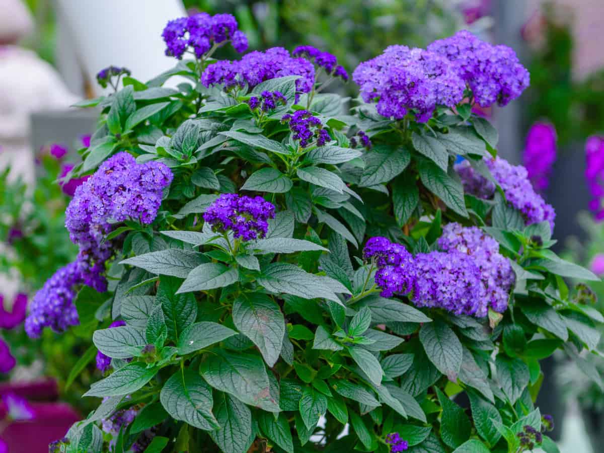 some people think the heliotrope is the best smelling flower