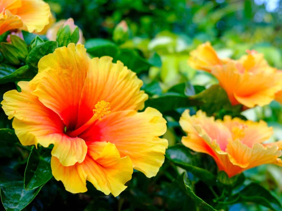 hibiscus adds tropical flavor indoors