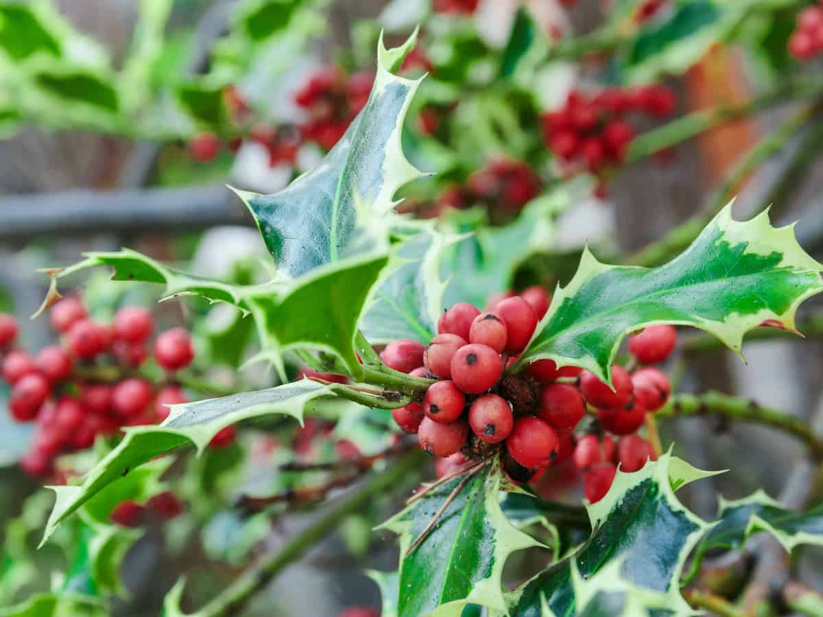 the holly is a thorny evergreen bush