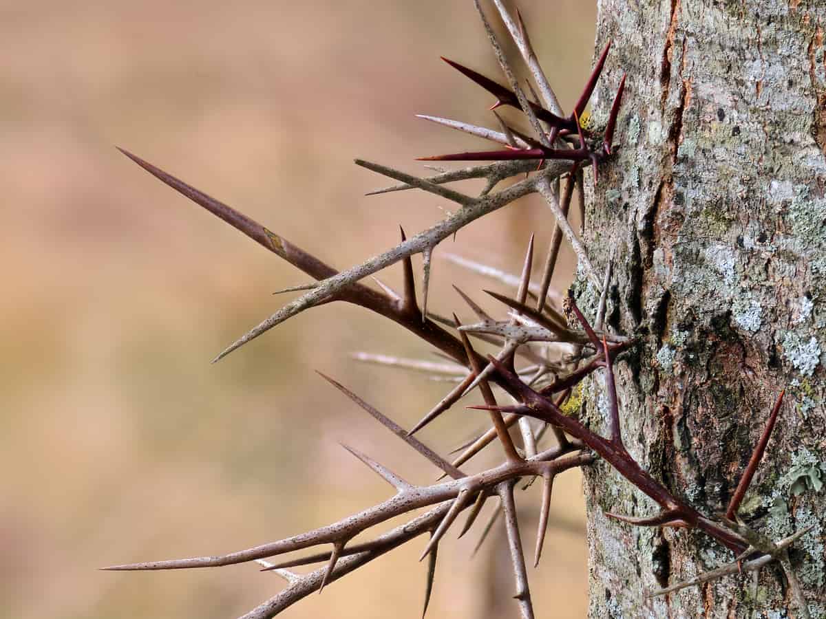 the honey locust has 6-inch thorns