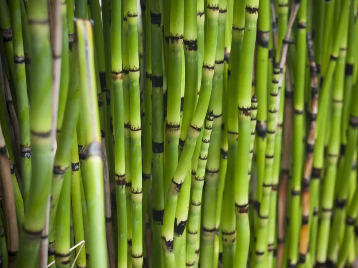 horsetail grass is reed-like