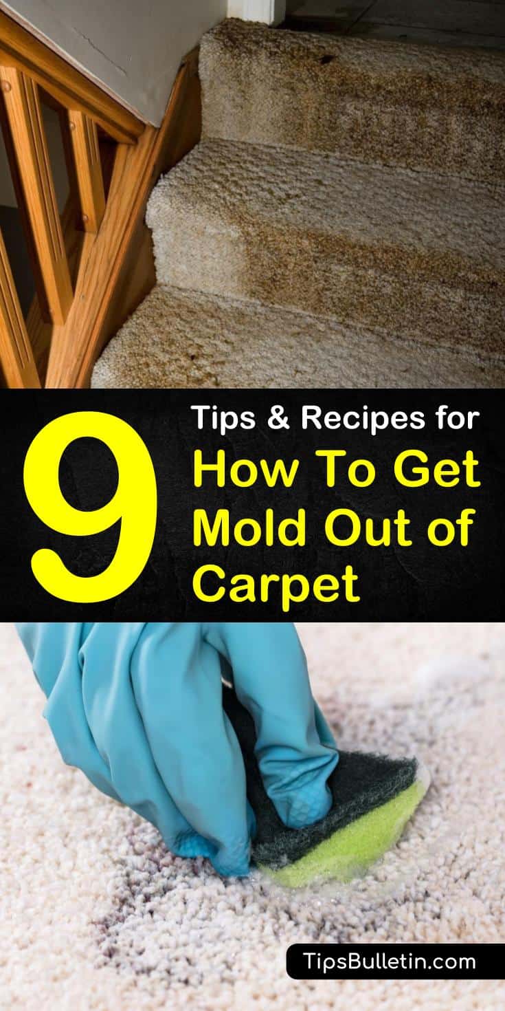 Tips and tricks on how to get mold out of carpet using household cleaners like lemon juice, baking soda, and steam cleaners. Find cleaning tips that reduce the amount of mold in living rooms. Learn how to spot mold in your home and know when it’s time for mold remediation. #howto #mold #out #carpet