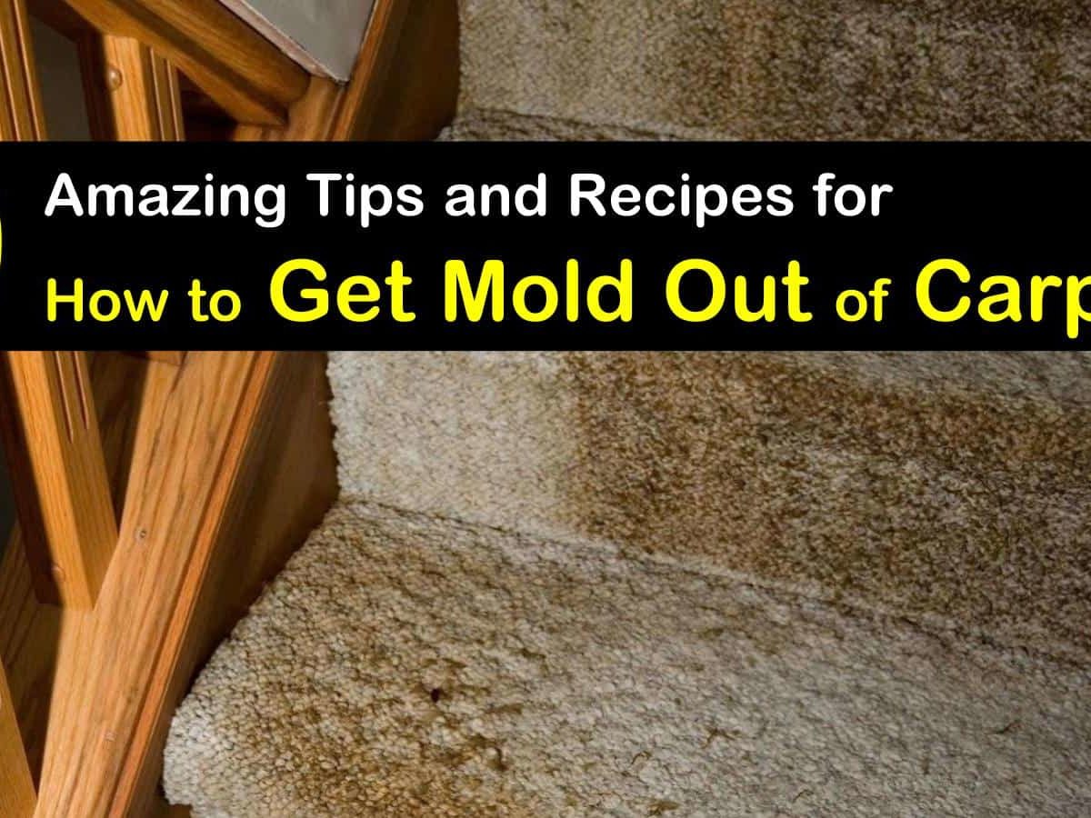 how to get mold out of carpet t1 1200x900 cropped