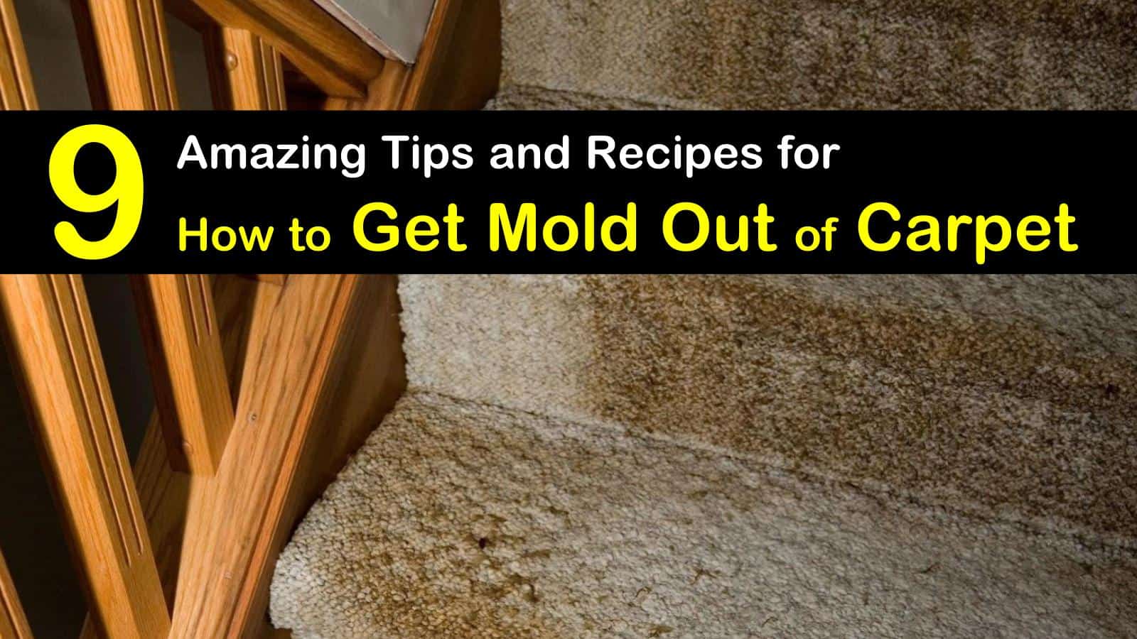 9 Amazing Ways to Get Mold Out of Carpet