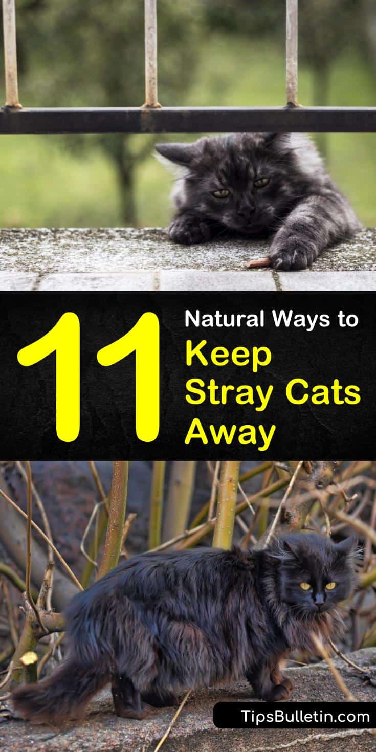 Discover how to keep stray cats away from yards, from porches, from house area, from furniture, and from garden beds. Our guide keeps the neighbor’s kitty out of your garden but won’t hurt your dogs or other pets. #straycats #keep #cats #away