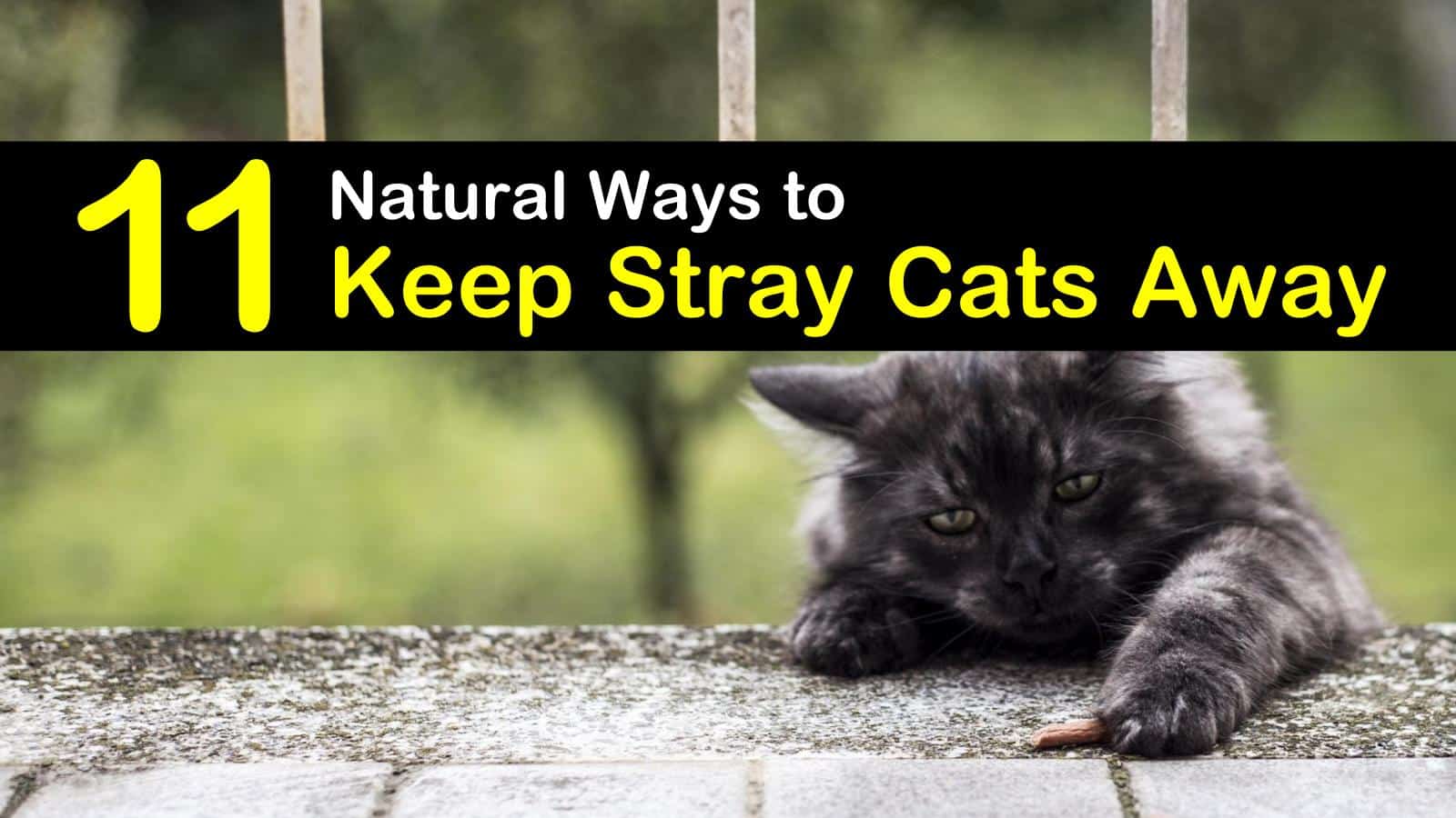 keeping a feral cat