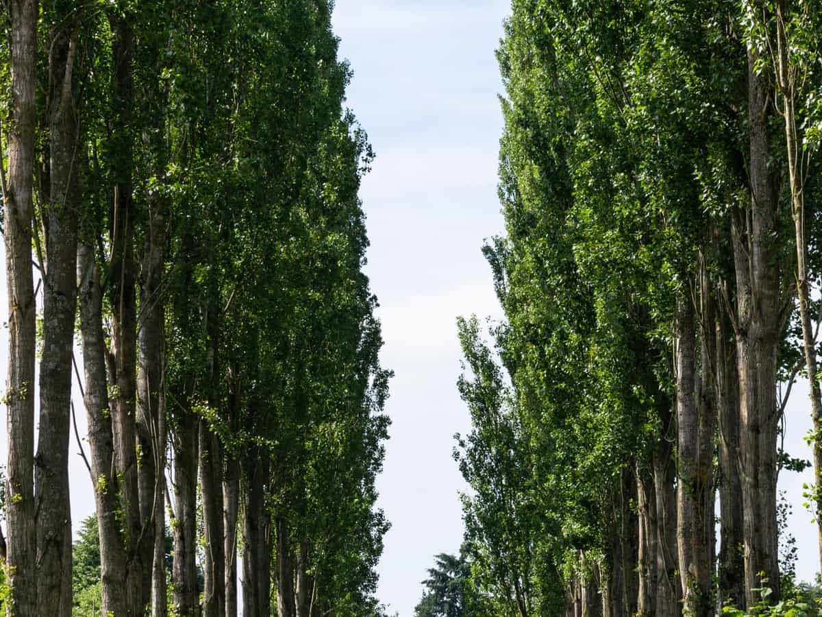 the hybrid poplar grows 5-8 feet a year