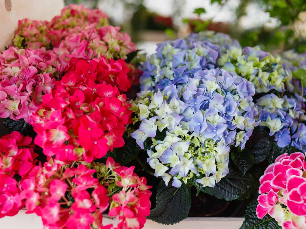 grow dwarf hydrangea in hanging baskets