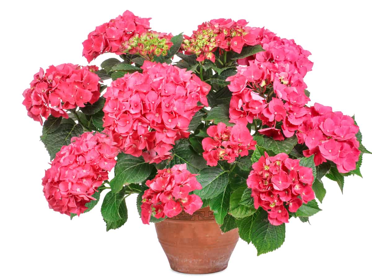 hydrangea is easy to grow in a container