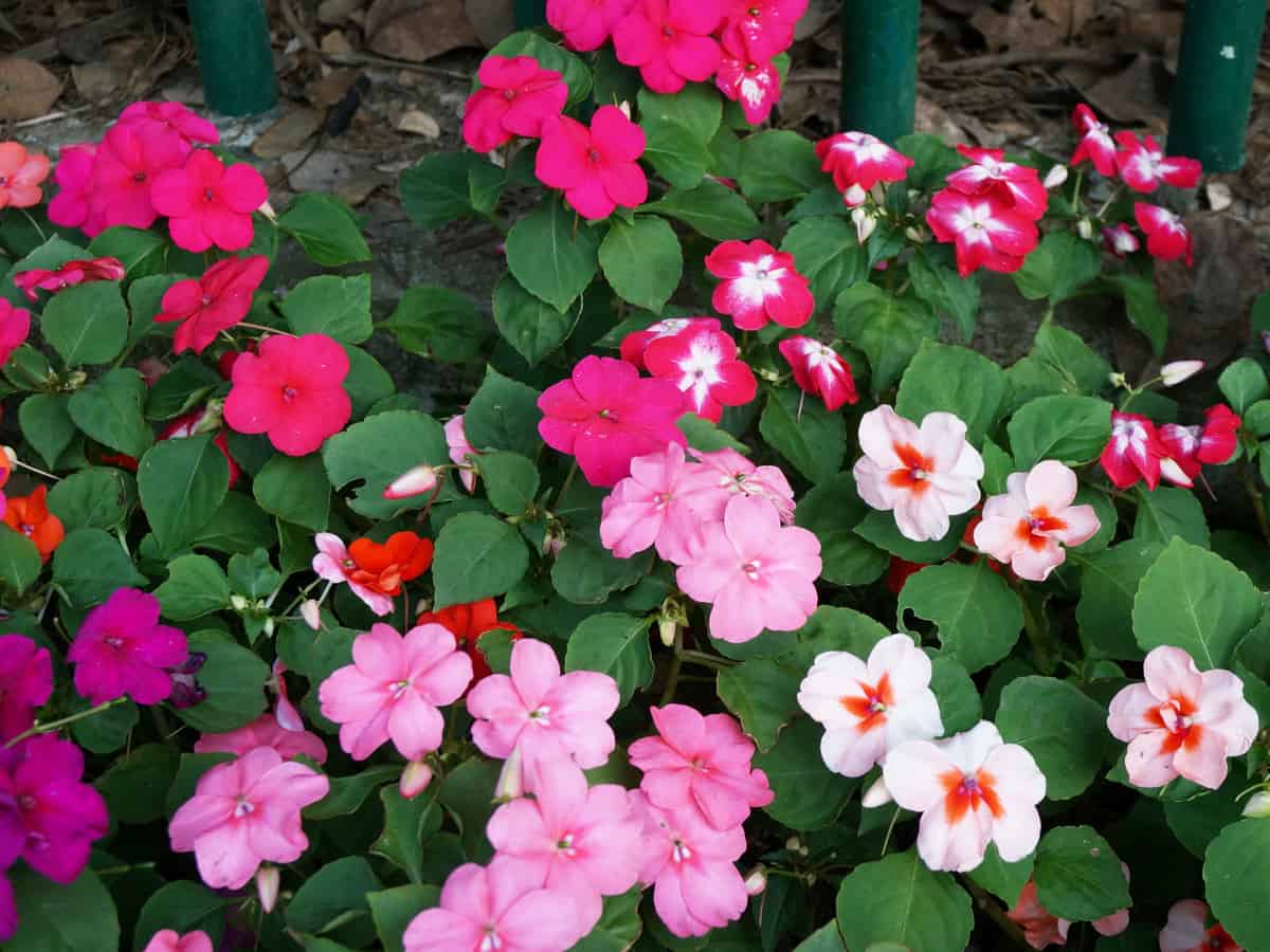 impatiens is easy for beginners to grow