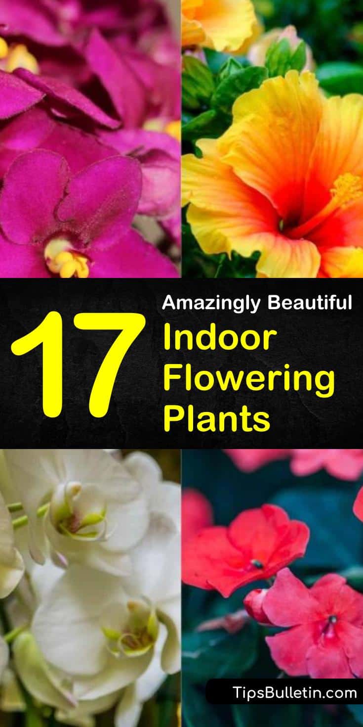 Having lots of indoor flowering plants and shrubs is a great way to spruce up our homes. Flowering plants add bursts of color and fragrance to the yard and garden, and they improve air quality and our moods. We don’t all live in climates that let us grow outdoor... #flowers #growing #houseplants