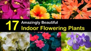 indoor flowering plants titleimg1