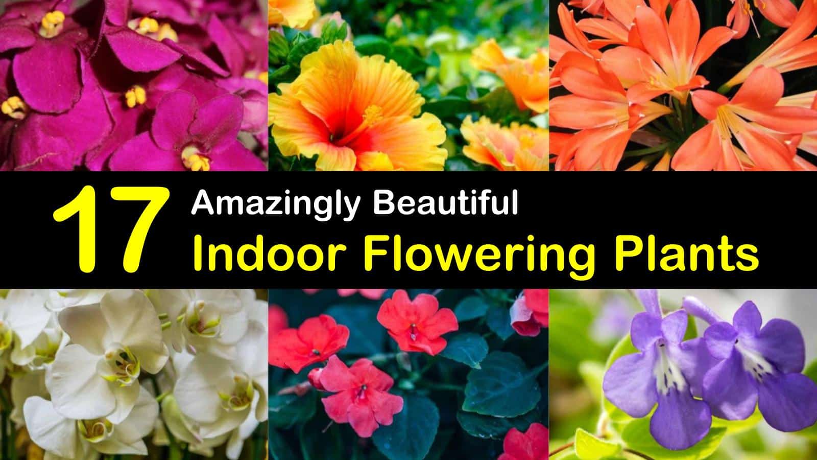 indoor flowering plants titleimg1