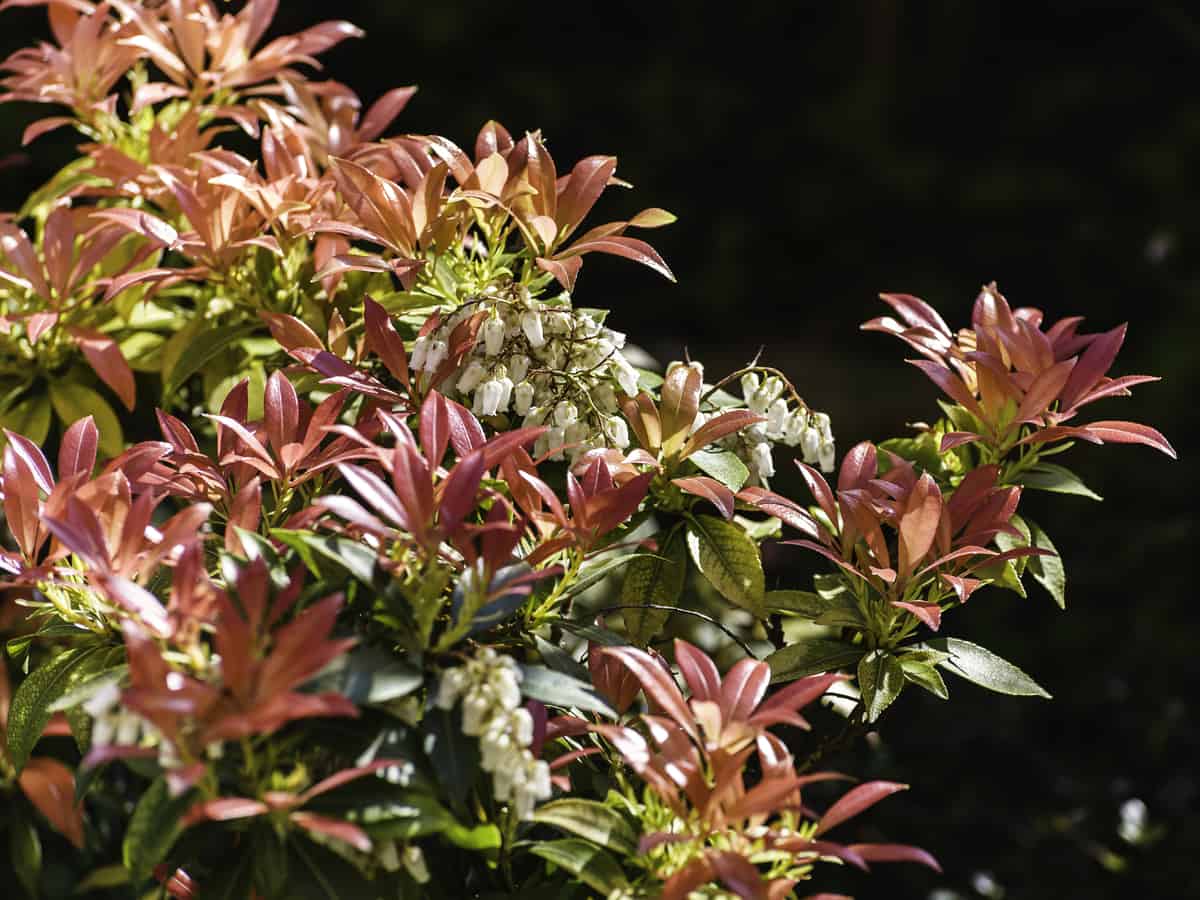 Japanese andromeda is also known as lily-of-the-valley