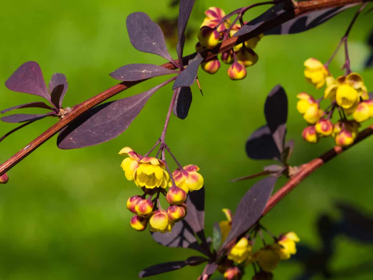 Japanese barberry is a thorny bush that has spectacular color in all seasons