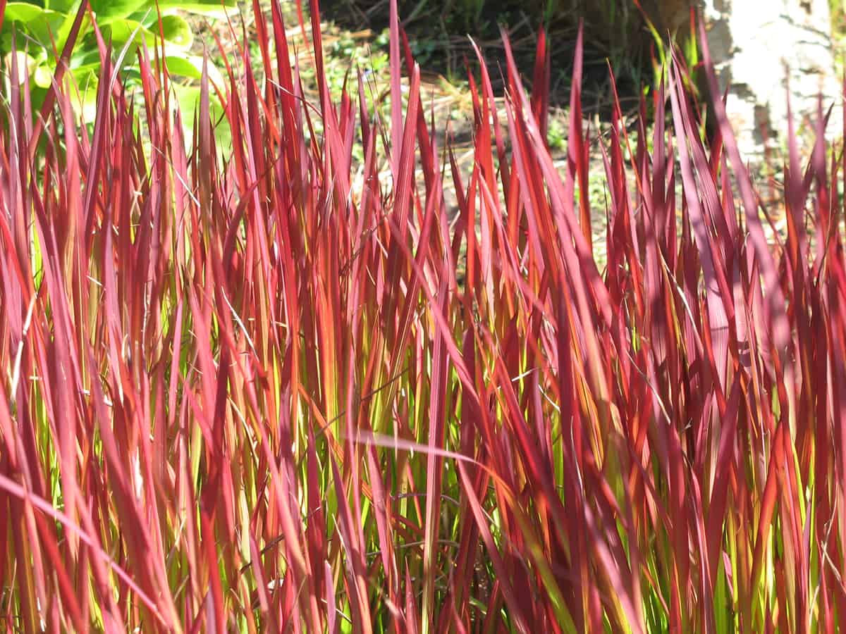 Japanese blood grass is an ornamental with vibrant color