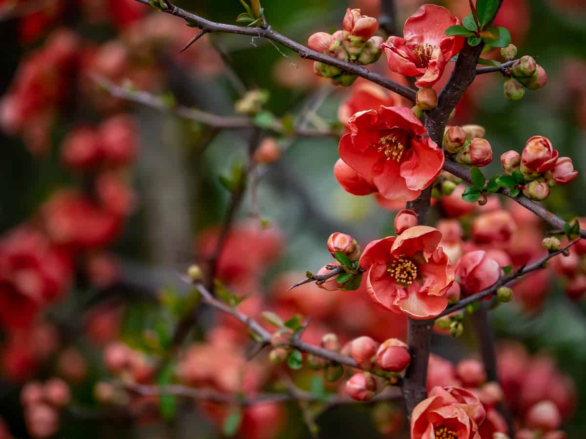 Japanese flowering quince makes an excellent hedge plant