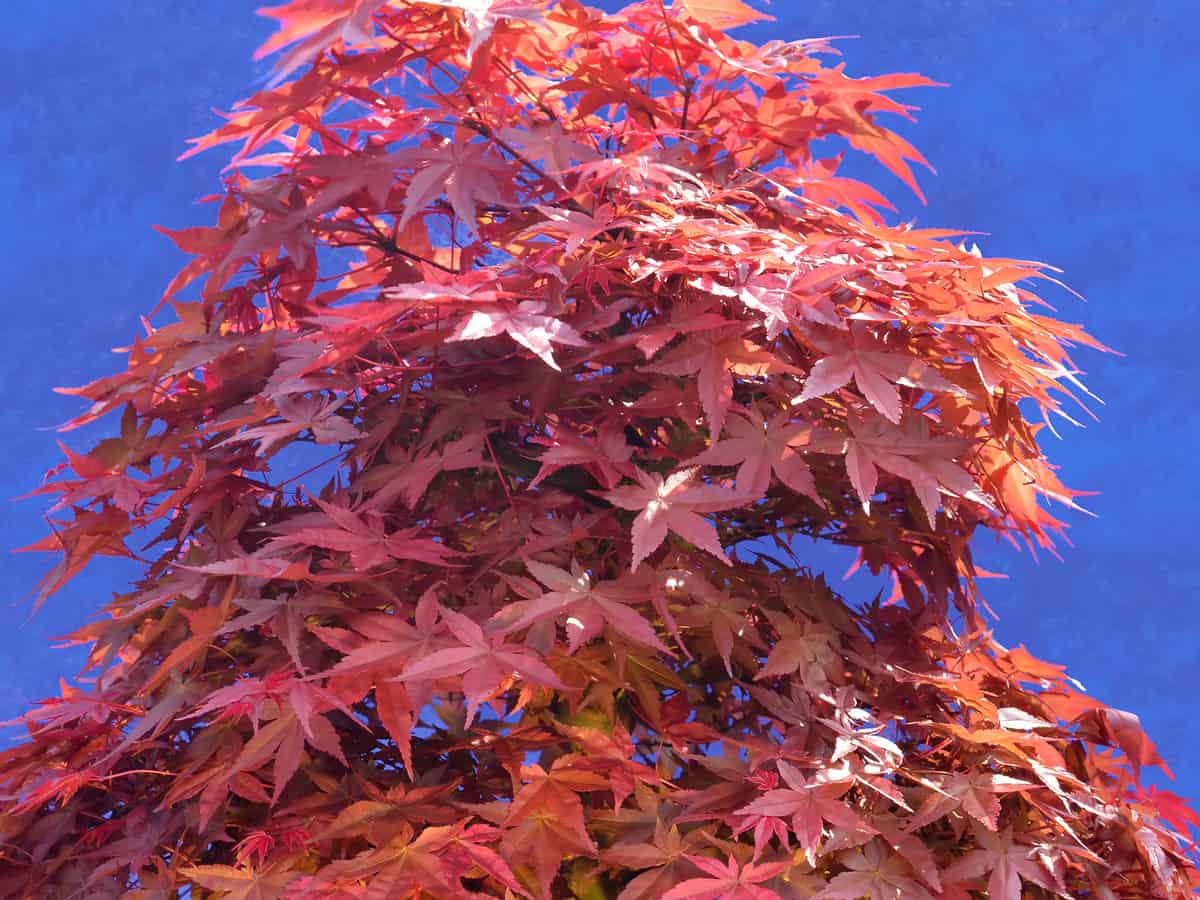 a Japanese maple in a pot by the front door really makes a statement