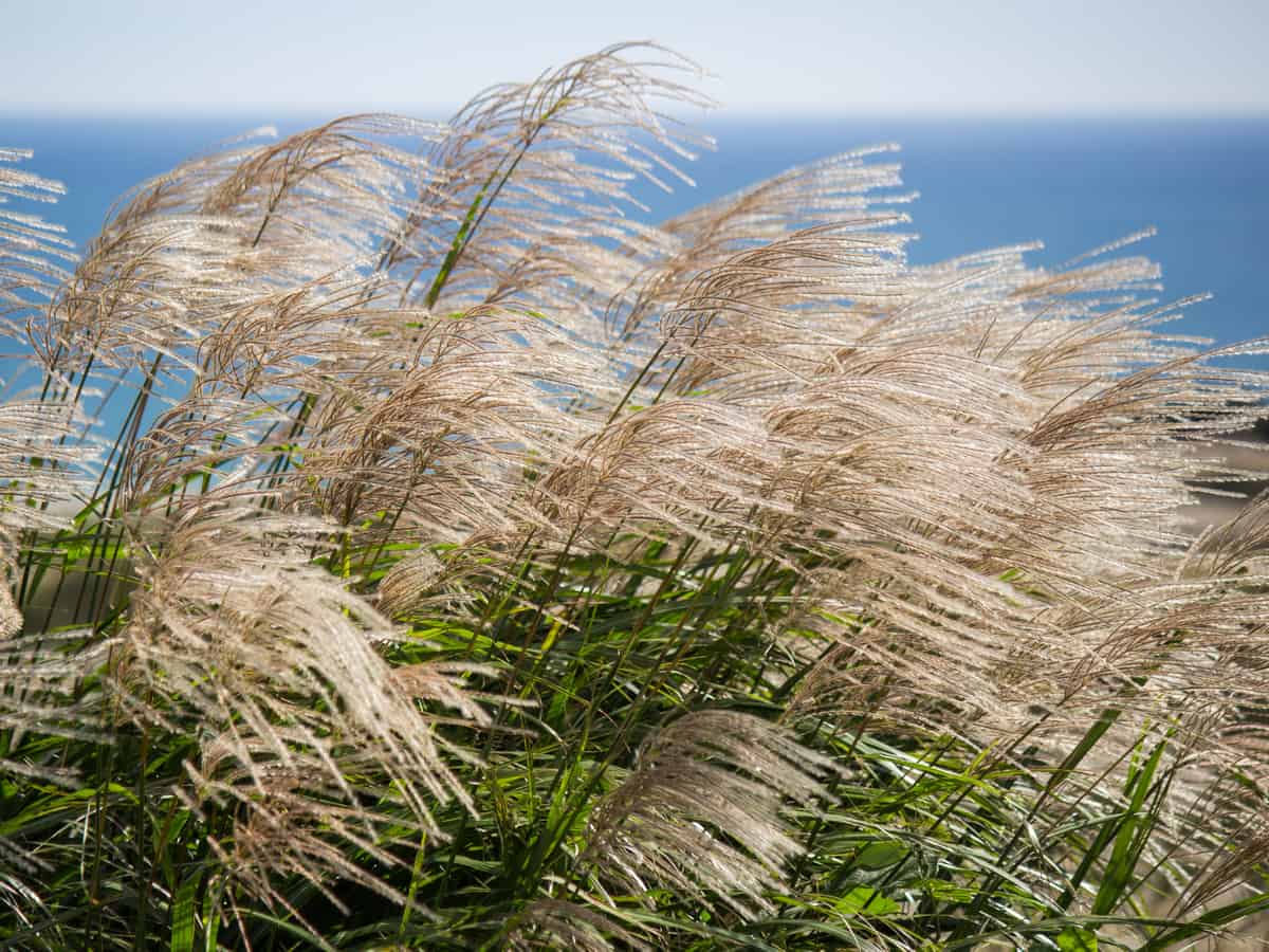 Japanese silver grass is also known as maiden grass