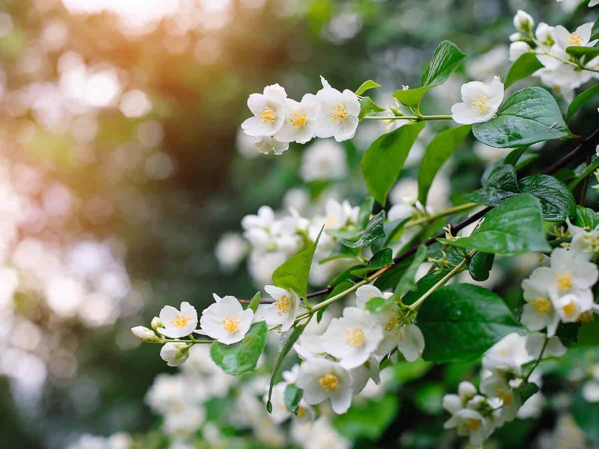 jasmine is not only a beautiful indoor flowering plant but it smells amazing, too