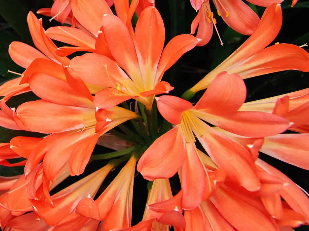 the Kaffir lily is a floweringn plant that needs cold, dry conditions