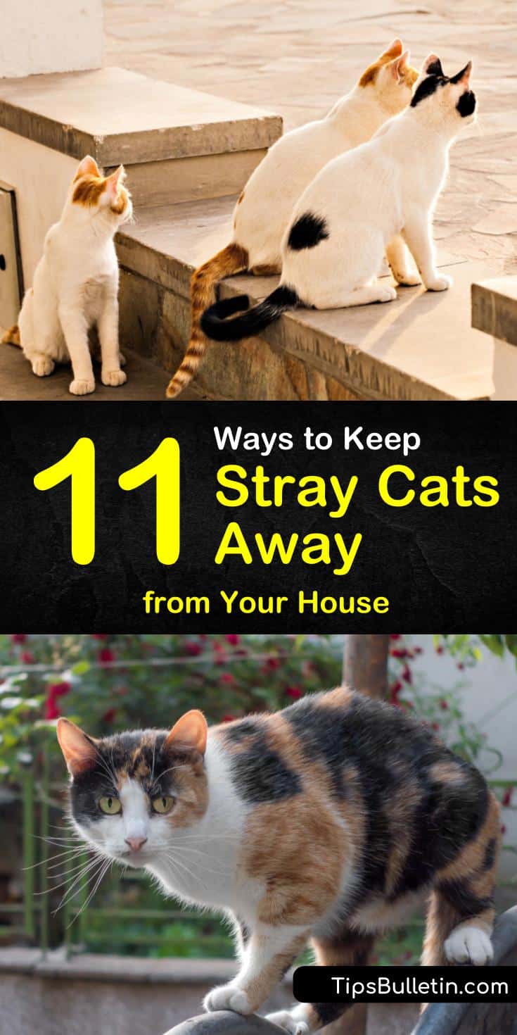 Discover 11 easy methods of keeping stray cats away from your yards. This simple guide will ensure the neighborhood strays keep their distance! #keepstraysaway #cat #repellent #feralcats